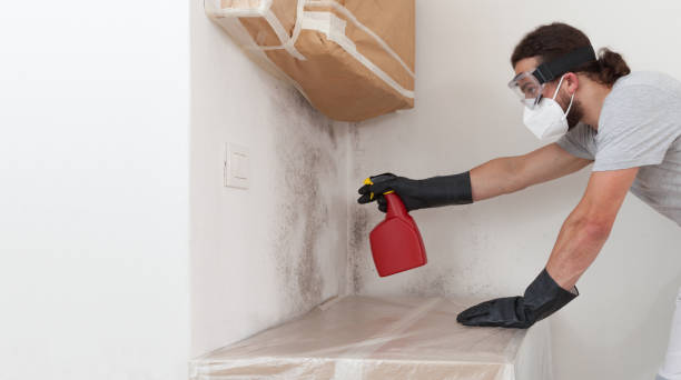 Professional Basement Mold Remediation technician working in Galeton, CO