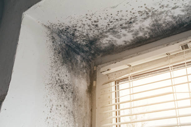 Affordable Basement Mold Remediation solutions in Galeton, CO
